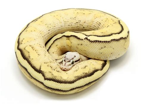 Image result for Marvel Ball Python