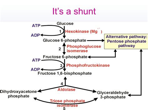 Hexose Monophosphate Shunt