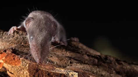 Meet The Etruscan Shrew: The Smallest Animal In The World Name