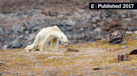 Video of Starving Polar Bear ‘Rips Your Heart Out of Your Chest’ - The New York Times