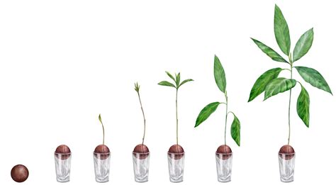 Premium Photo | Hand drawn watercolor set illustrations growing ...