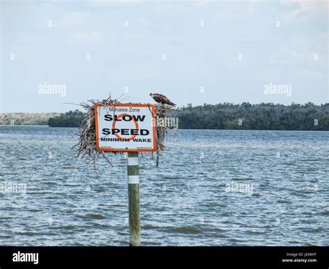 Manatees Danger Sign with Slow Down Speed Minimum Wake and Osprey or ...