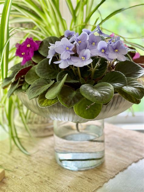 What Are The Best Pots For African Violets at Lori Allan blog
