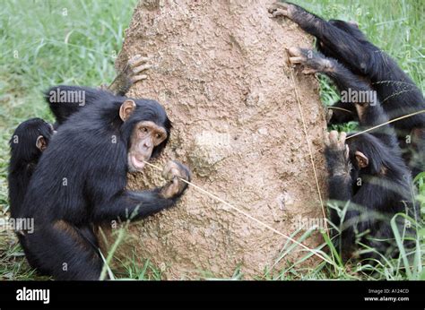 Image result for Chimps Using Sticks for Tools