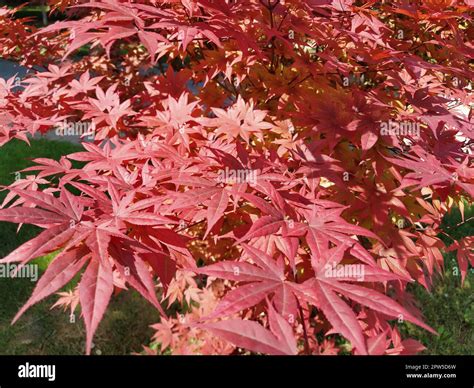 Maple palmate, or Maple palmate Acer palmatum. A species of trees of ...
