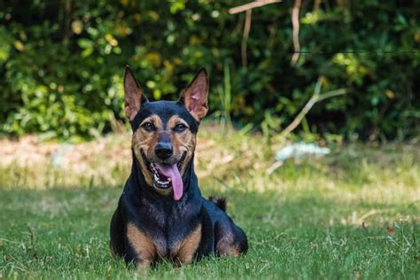 German Shepherd Doberman mix: One of the best breeds? - K9 Web