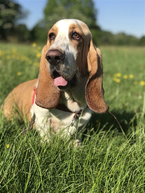 European Basset Hound Vs American: Understanding The Differences ...