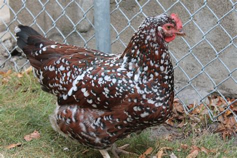 Small Speckled Chickens at Sara Huff blog