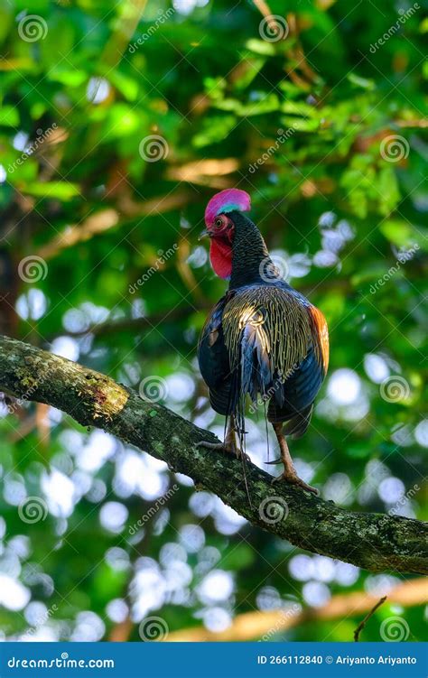 Green Junglefowl Gallus Varius in Baluran National Park, East Java ...