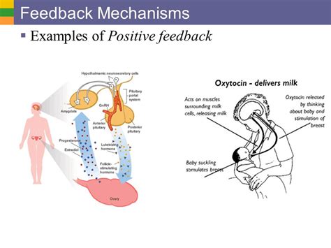 Image result for Positive Feedback Loop Endocrine System
