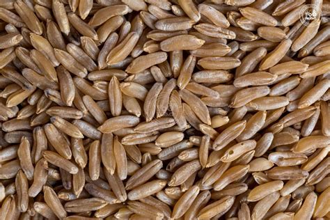 Whole Wheat Kalibal – OOO Farms