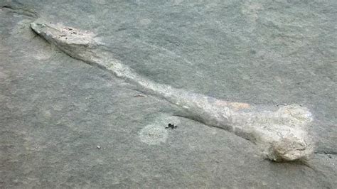 Gigantic 500 kg dinosaur bone found in France, belongs to the world’s ...