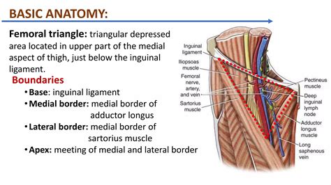 Borders Of Femoral Hernia