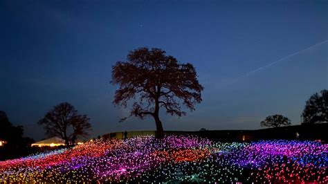 Wallpaper trees, bulbs, glow, colorful, night hd, picture, image