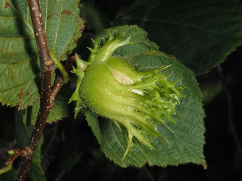 Corylus colurna L. | Plants of the World Online | Kew Science