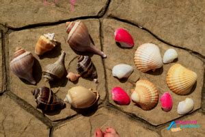 Seashell Sorting Activity 的图像结果
