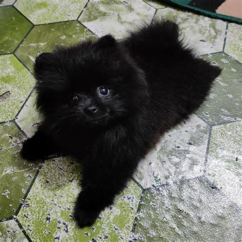 Black Pomeranian Puppy