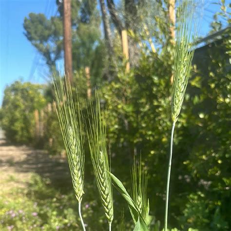 Durum wheat (Triticum turgidum subsp. durum) Flower, Leaf, Care, Uses ...