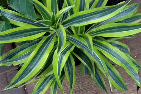 Dracaena Warneckii Plant Care Guide | Plantly