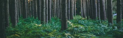 Our Projects - SoulForest :: Creating India First Co-Owned Forest