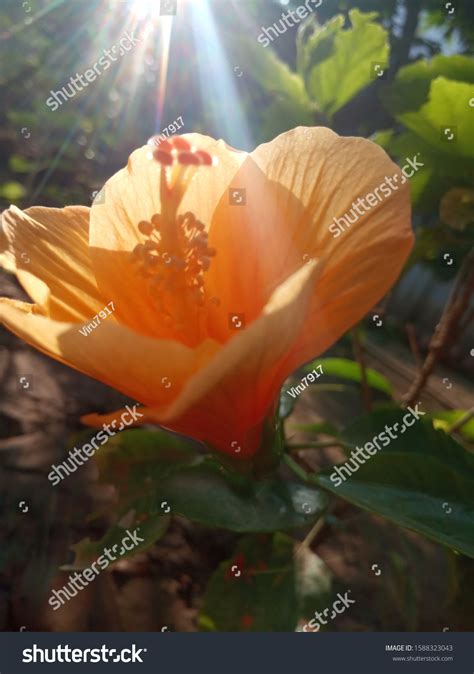 Flower 的图像结果