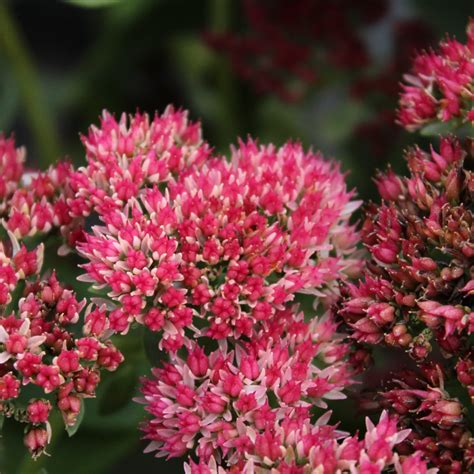 Buy Sedum 'Autumn Fire' | Unrivaled Perennials – Black Sheep Perennials