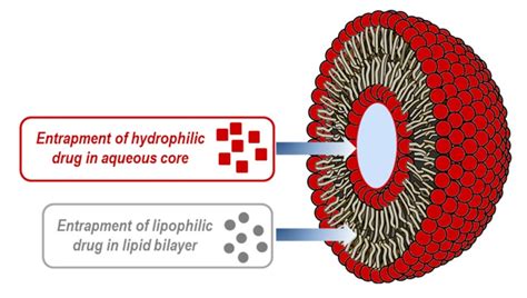 Fig. 1: Liposomes