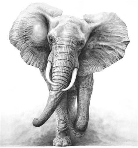 ink drawing elephant