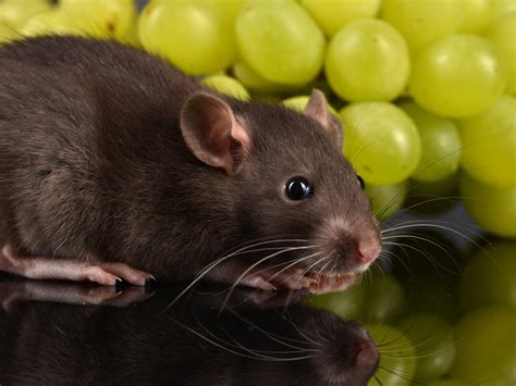 Can Pet Rats Eat Grapes? | Small Pet Select