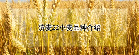 10斤装2020年新麦子东北带皮小麦粒小麦酿酒喂鸽子鸟粮粮食包邮-淘宝网