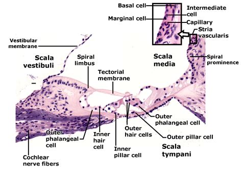 Spiral Organ | Histology Coloring Book