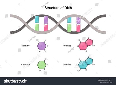 DNA Basic Unit 的图像结果