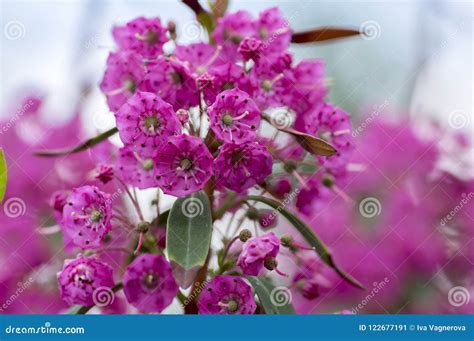 Kalmia Angustifolia Rubra Evergreen Shrub, Purple Flowering Beautiful ...