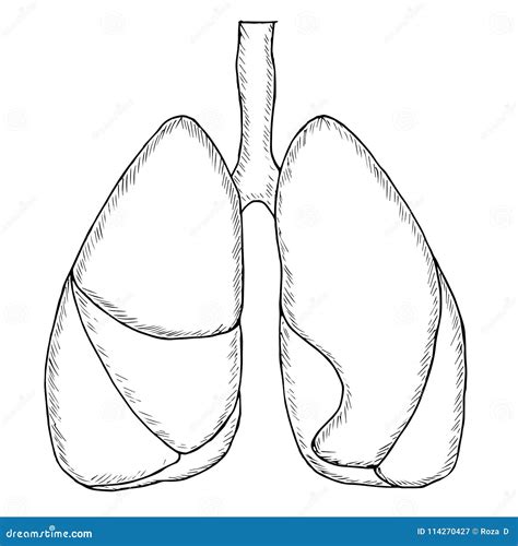 Human Lungs Outline Body Pages Coloring Colouring Printable Drawing ...
