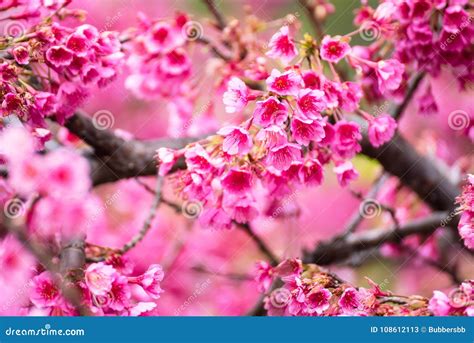 Beautiful Pink Cherry Blossom.Vivid Color of Cherry Blossom or P Stock ...