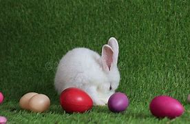 Image result for Animated Little Bunny