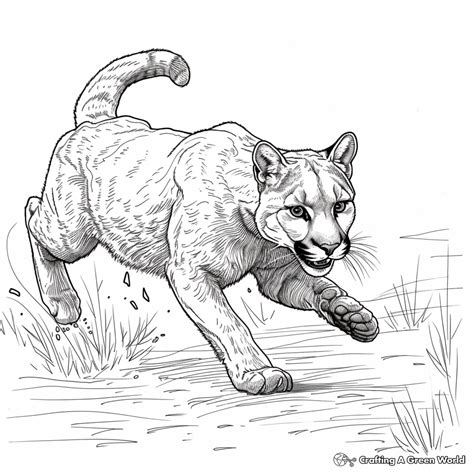 Cougar Coloring Pages - Free & Printable!