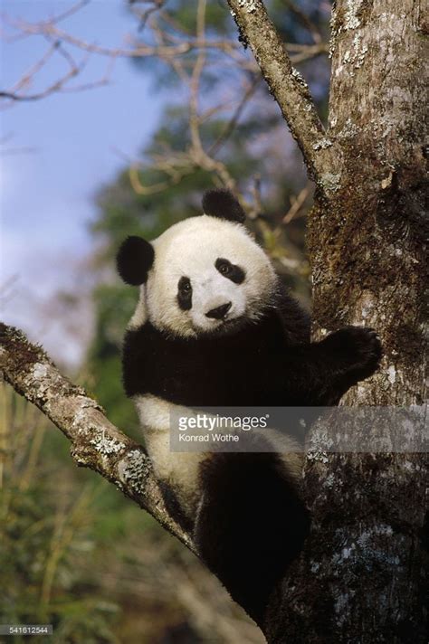 Pin on #2 Wolong Nation Nature Reserve Giant Pandas