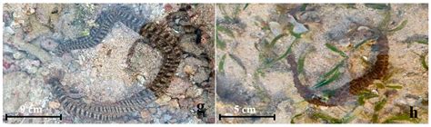 Annotated Checklist and Biodiversity of Sea Cucumbers (Holothuroidea ...