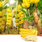 genshin impact cheats - V 6.5.1