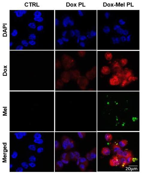 Development of Polymersomes Co-Delivering Doxorubicin and Melittin to ...