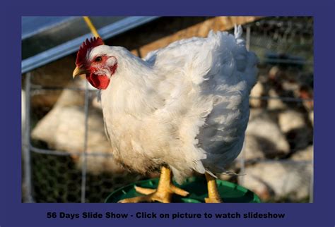 Jumbo Cornish Cross Broiler Meat Chicken For Sale | Cackle Hatchery®