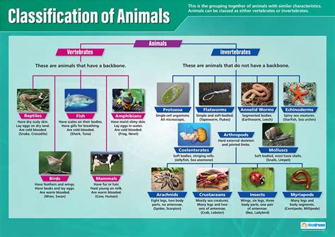 Buy Classification of Animals | Science s | Laminated Gloss Paper ...