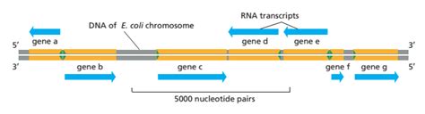 DNA双链中两条链都能作为转录模板翻译成RNA吗？ - 知乎