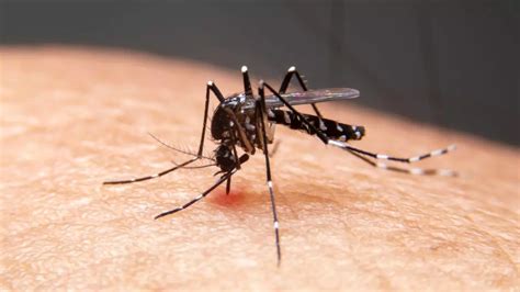 Pune Dengue Cases: NIV Says 50 Percent Positivity Rate In Pune’s Dengue ...