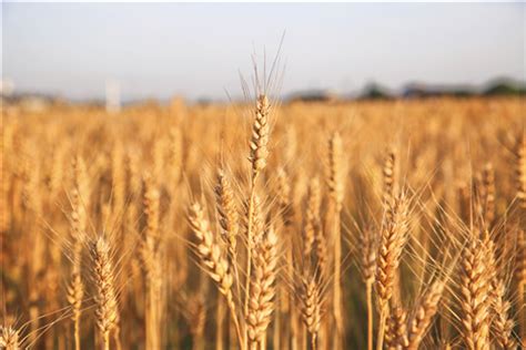 山东小麦价格2021最新行情：现在多少钱一斤？附今日小麦价格！