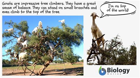 Arboreal - Definition and Examples - Biology Online Dictionary