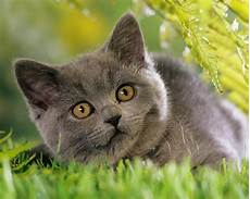 shorthair cat cat pictures gallery shorthair cat cat pictures gallery