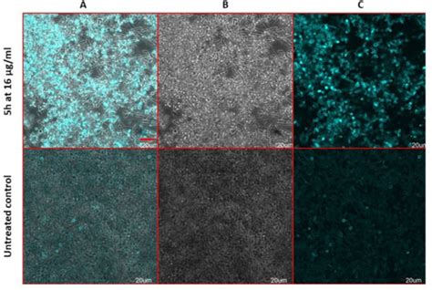 The Antifungal Action Mode of N-Phenacyldibromobenzimidazoles