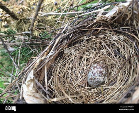 House sparrow nest hi-res stock photography and images - Alamy